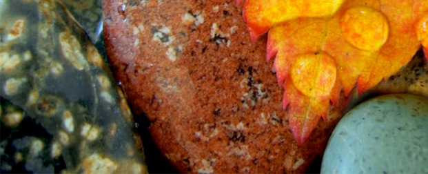 Training Opportunities